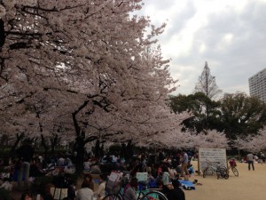 靱公園の桜