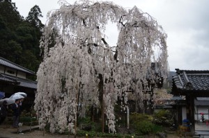 大野寺の枝垂れ小糸桜